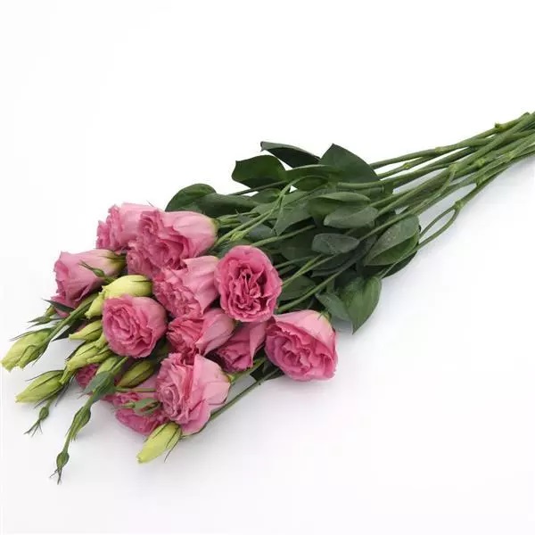 LISIANTHUS, k rezu DOUBLE, ABC 3 ROSE, 20 semien